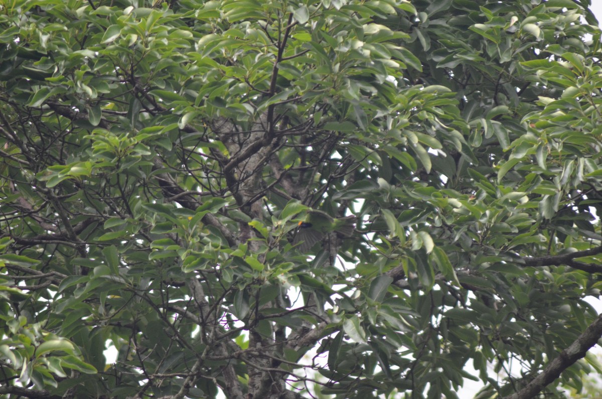 Golden-fronted Leafbird - ML351211241