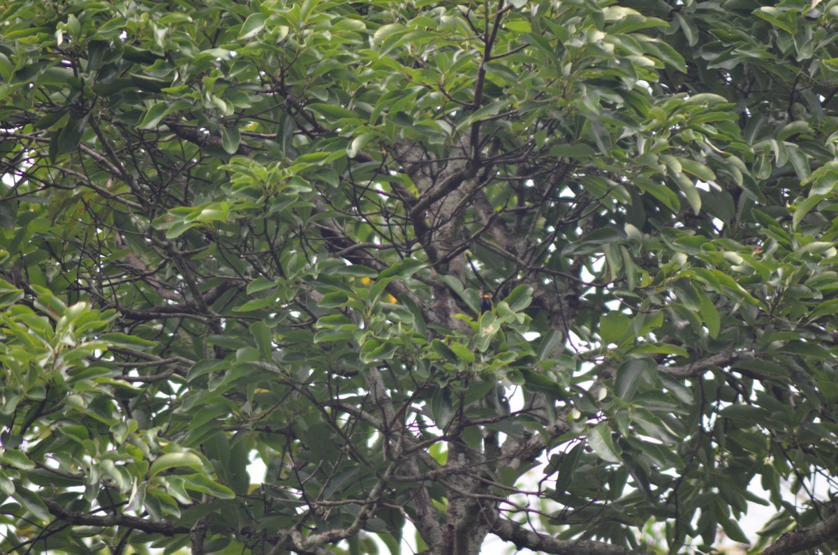 Golden-fronted Leafbird - ML351211341