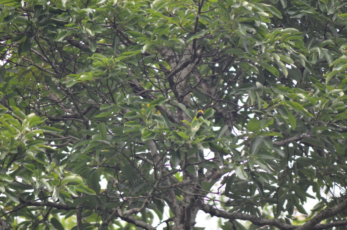 Golden-fronted Leafbird - ML351211361