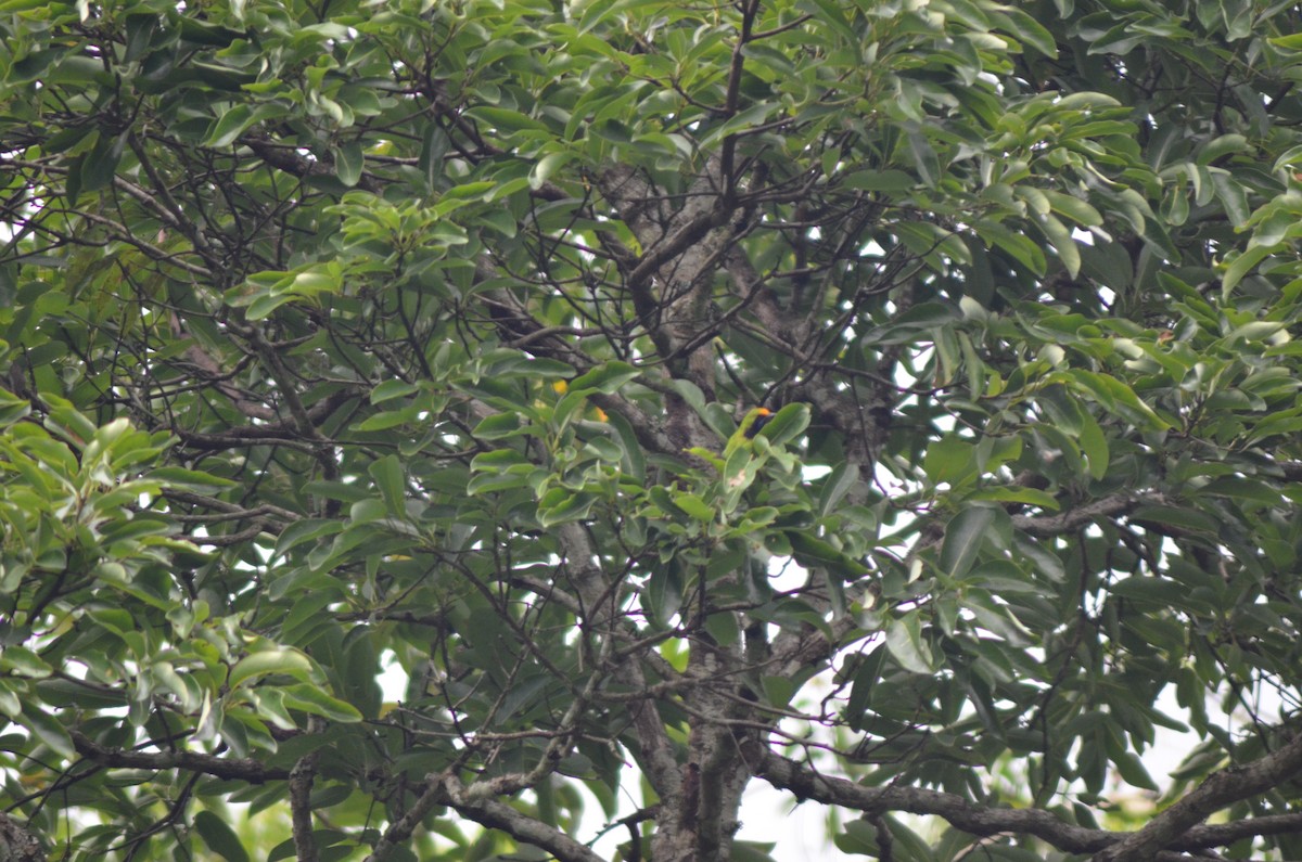 Golden-fronted Leafbird - ML351211651