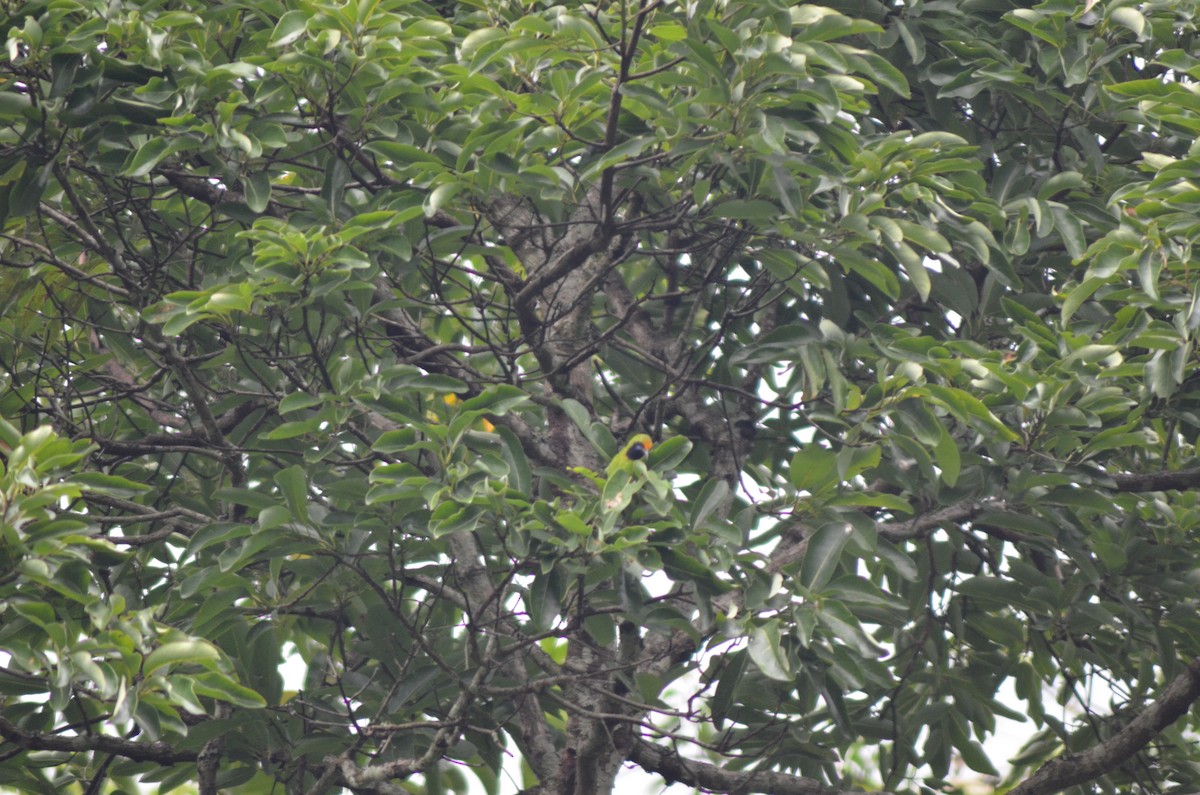 Golden-fronted Leafbird - ML351211721
