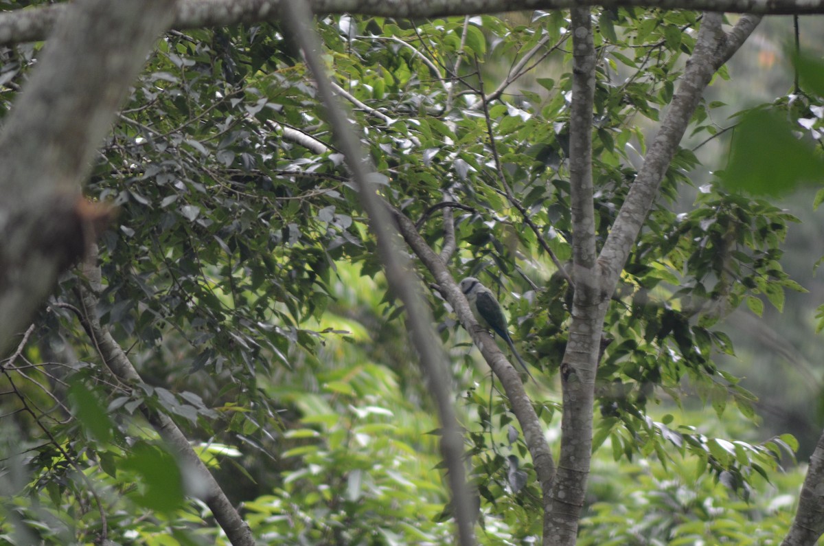 Malabar Parakeet - ML351212891