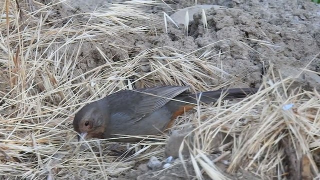 California Towhee - ML351213141