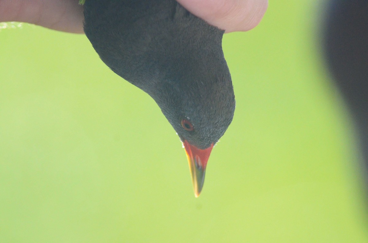 Paint-billed Crake - ML35121501