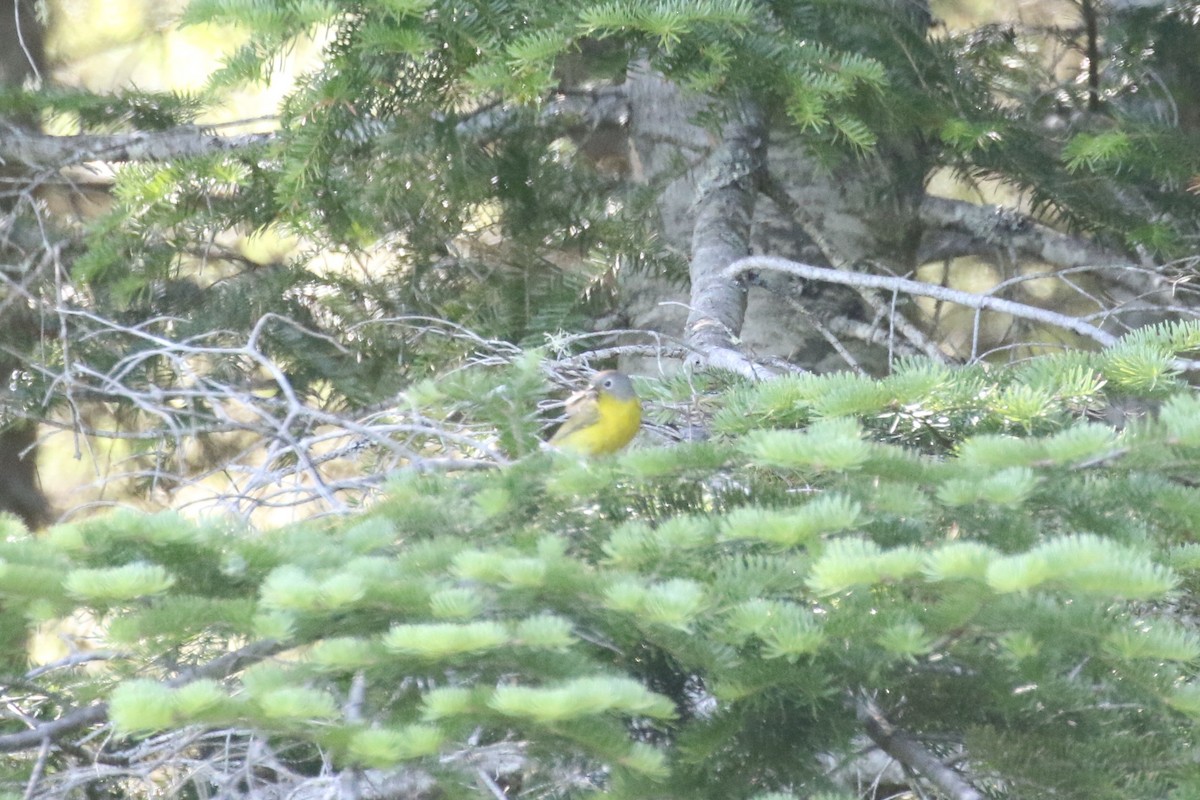 Nashville Warbler - Malinda Chapman