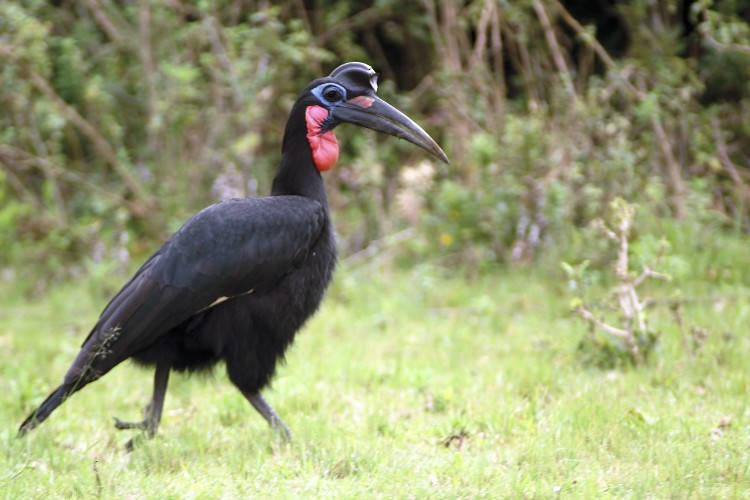 Abyssinian Ground-Hornbill - ML35121561