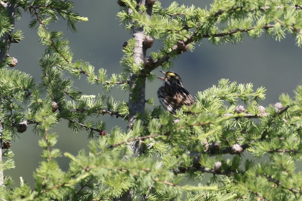 Savannah Sparrow - ML351215711