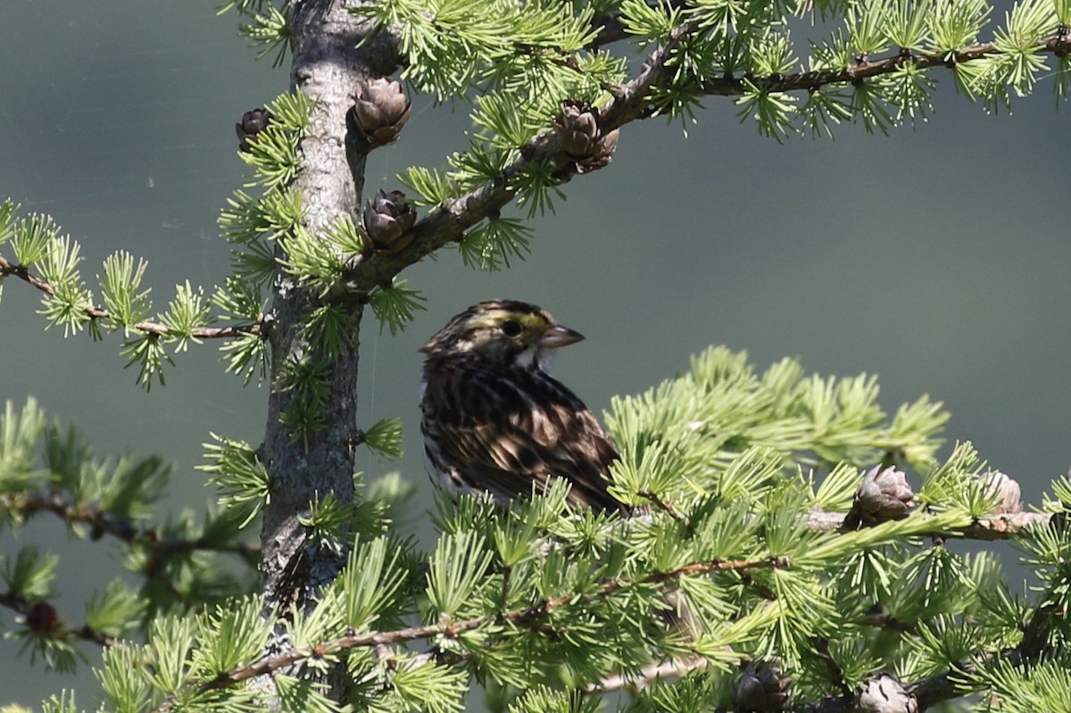 Savannah Sparrow - Malinda Chapman