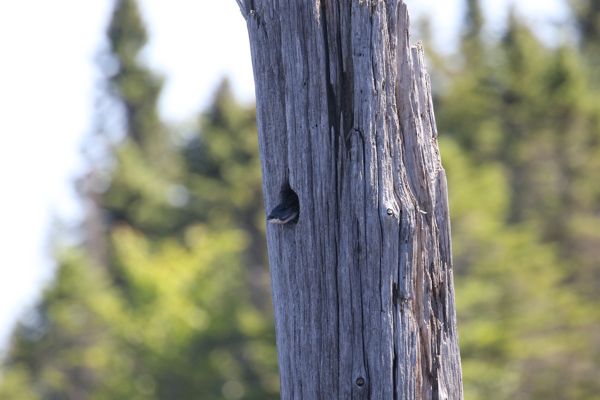 Tree Swallow - ML351215811