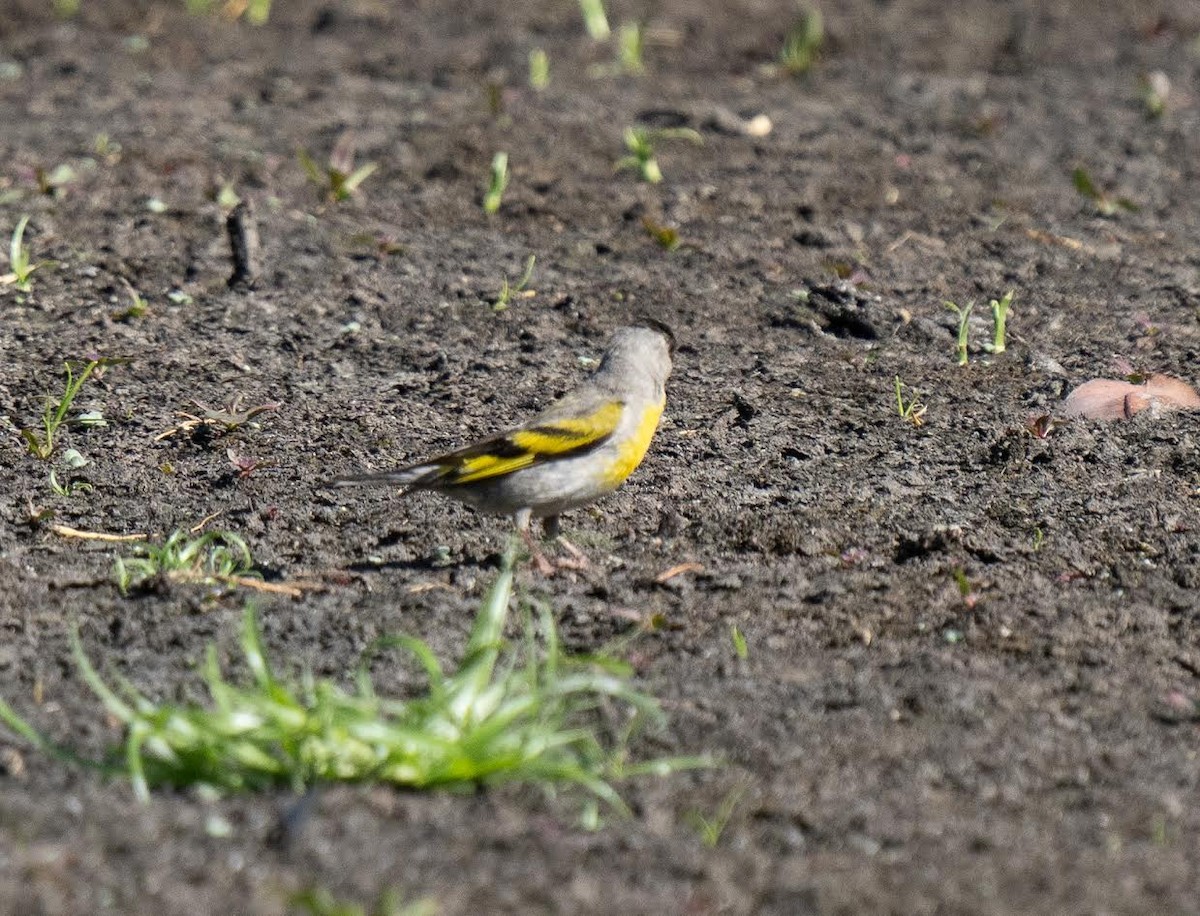 Lawrence's Goldfinch - ML351216011