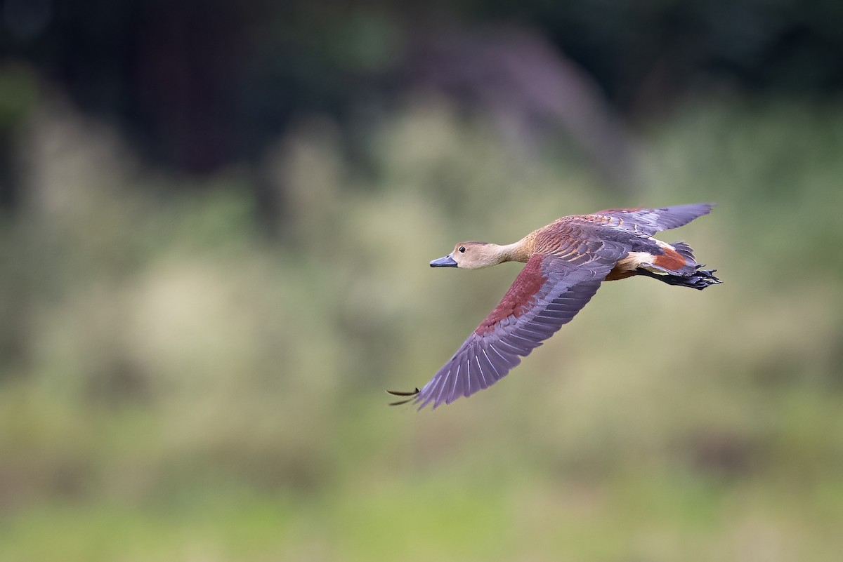 Lesser Whistling-Duck - ML351217531