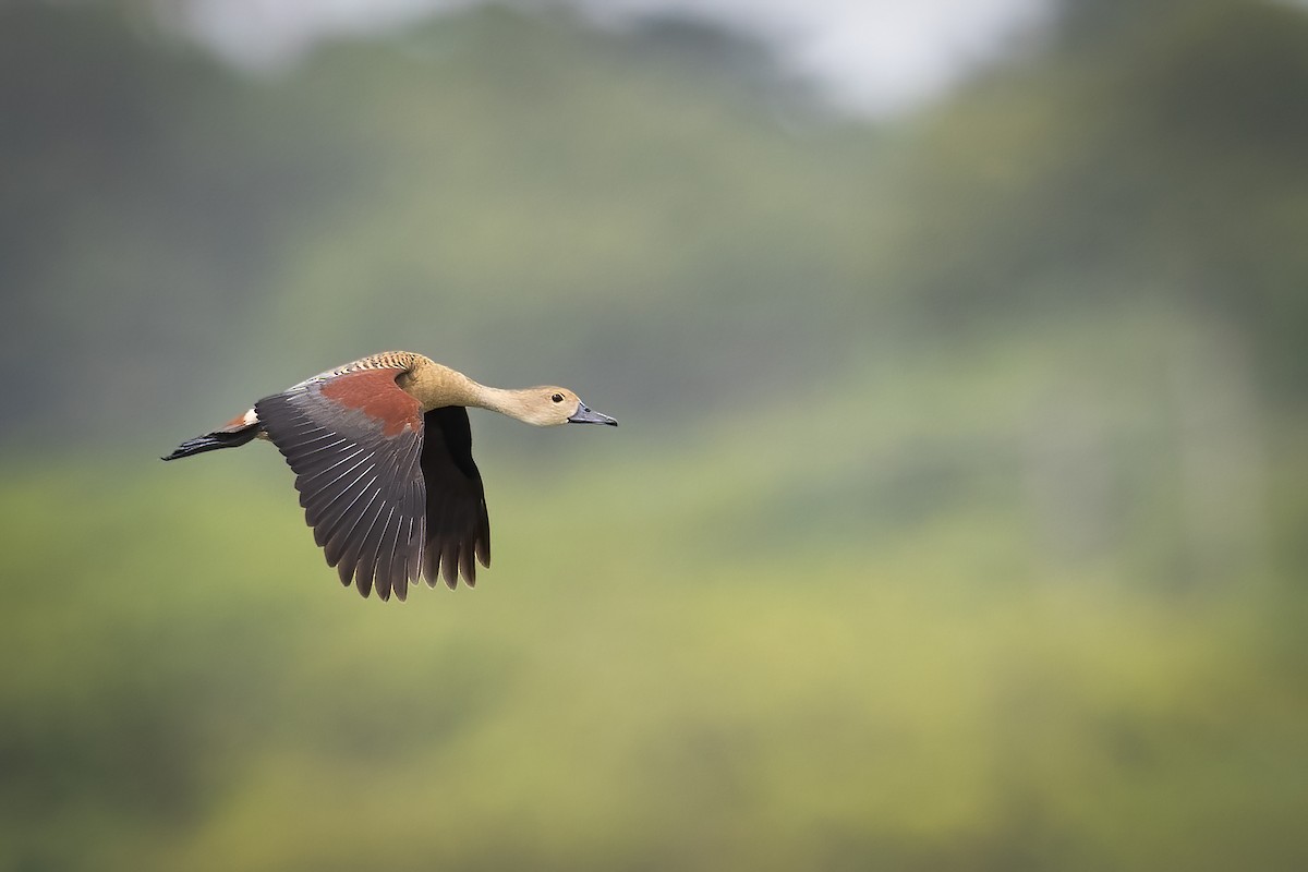 Lesser Whistling-Duck - ML351217541