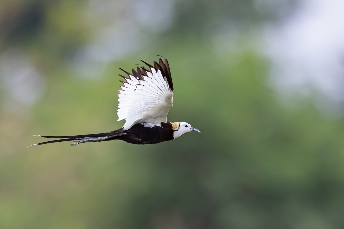 Pheasant-tailed Jacana - ML351217621