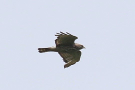 Broad-winged Hawk - ML351220131