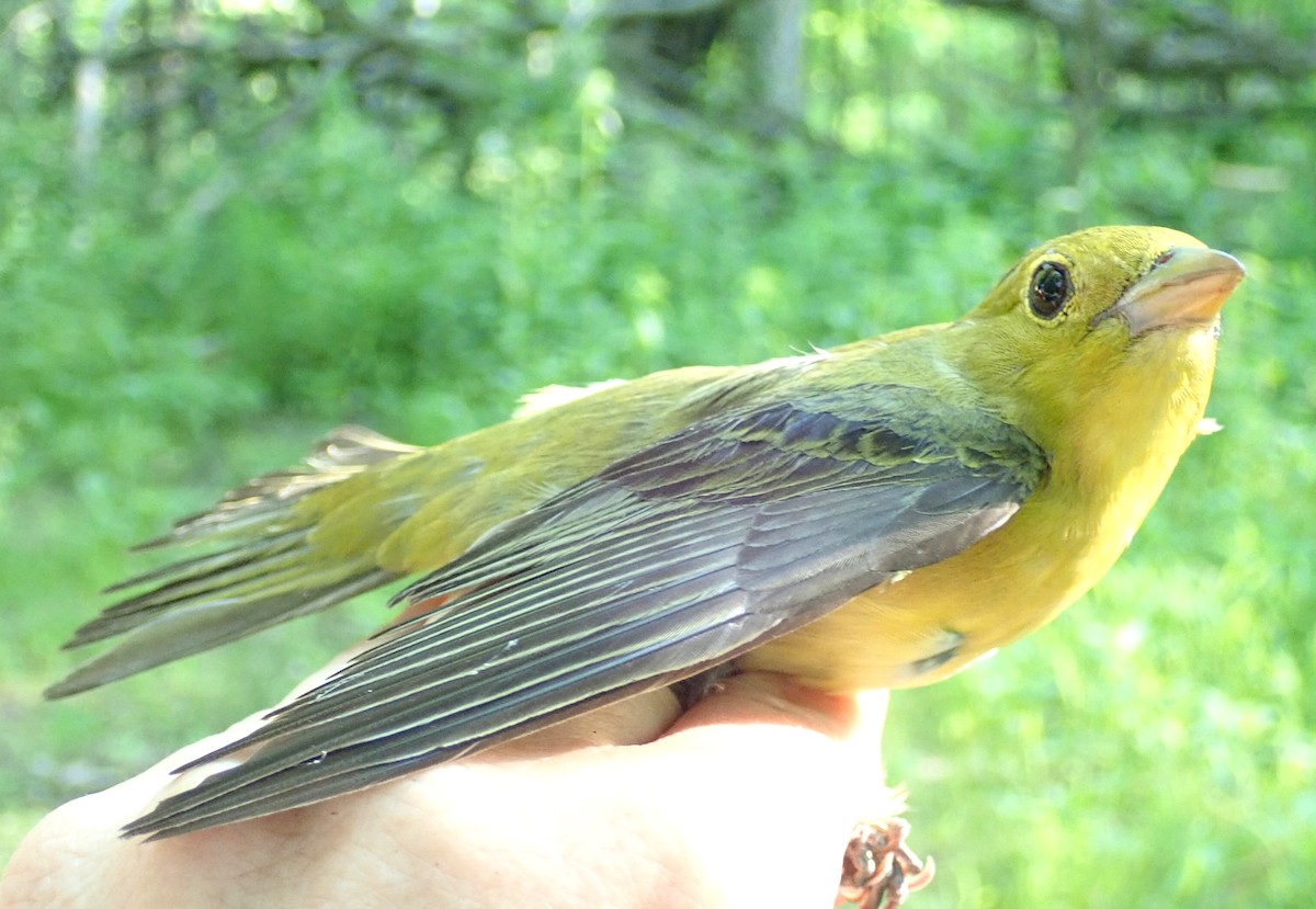 Scarlet Tanager - ML351221351