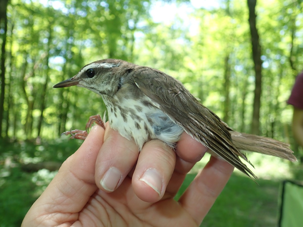 Louisiana Waterthrush - ML351221461