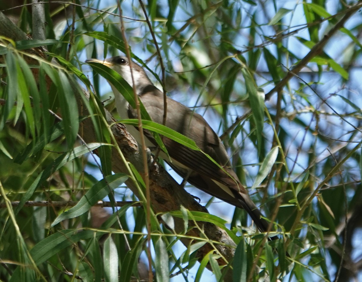 Yellow-billed Cuckoo - ML351221491