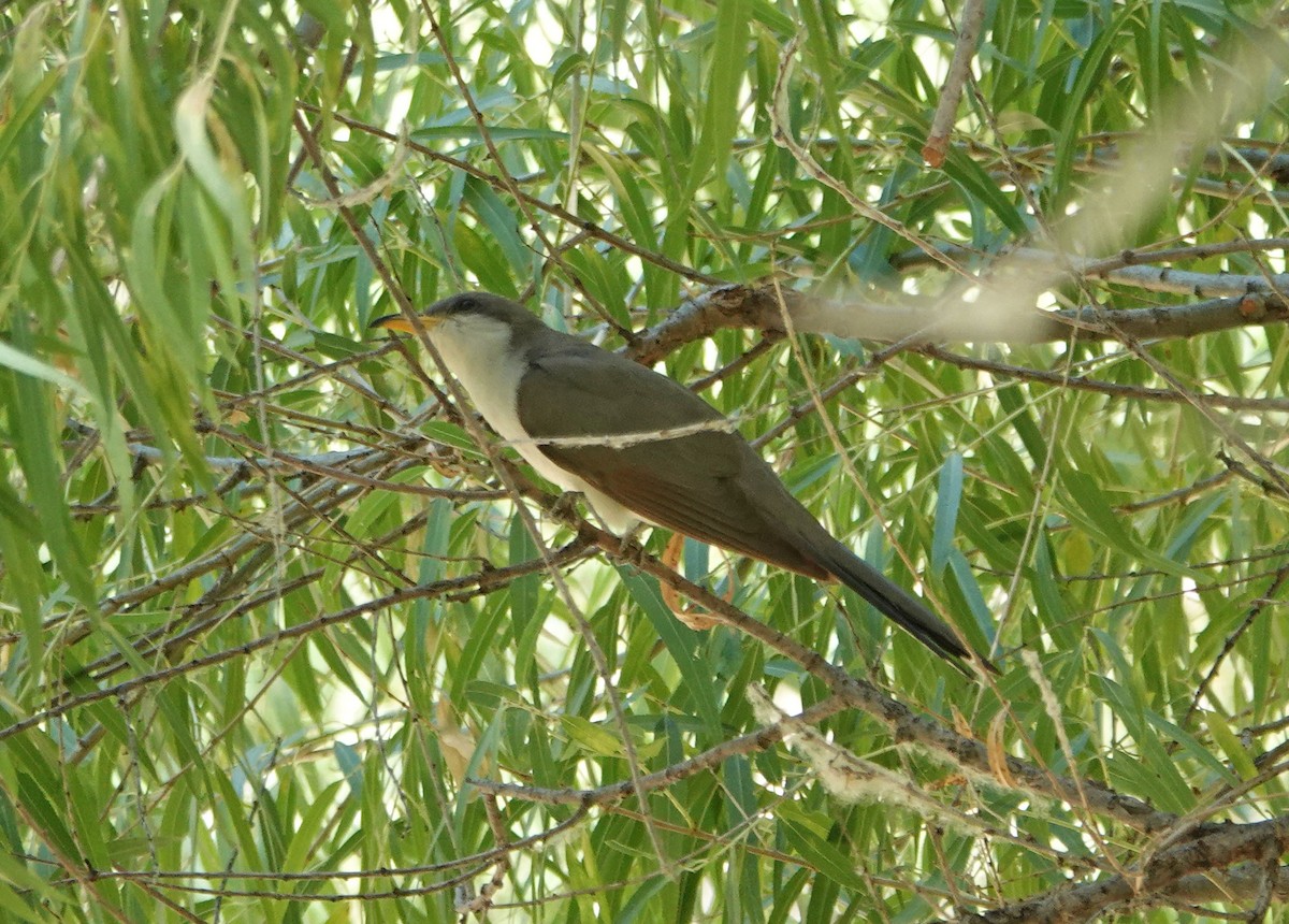 Yellow-billed Cuckoo - ML351221511