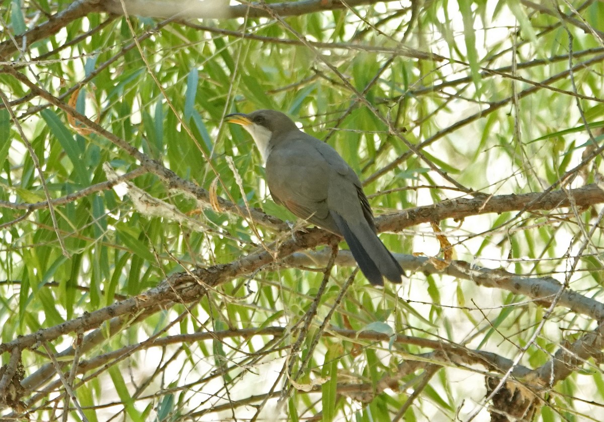 Yellow-billed Cuckoo - ML351221521