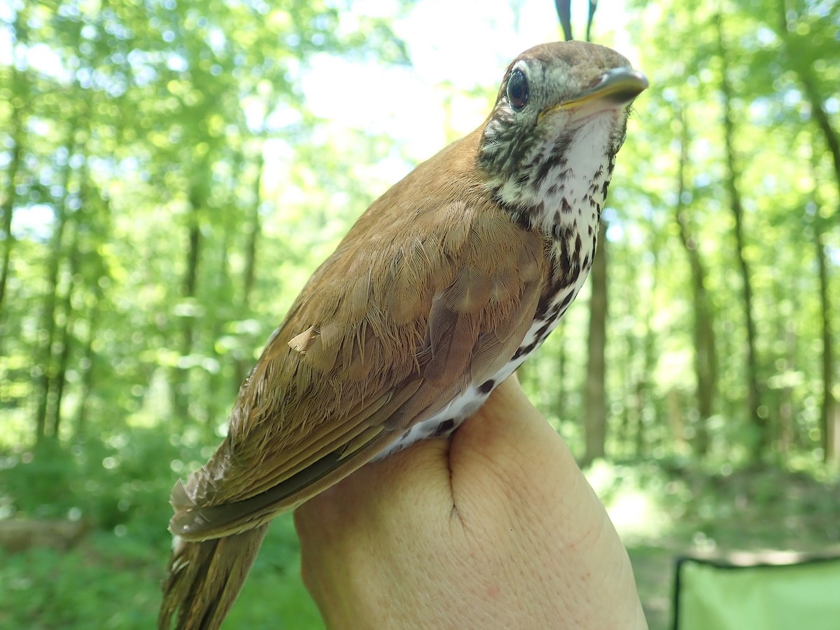 Wood Thrush - ML351221551