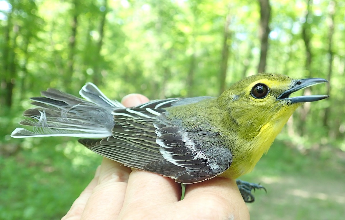 Yellow-throated Vireo - ML351221611