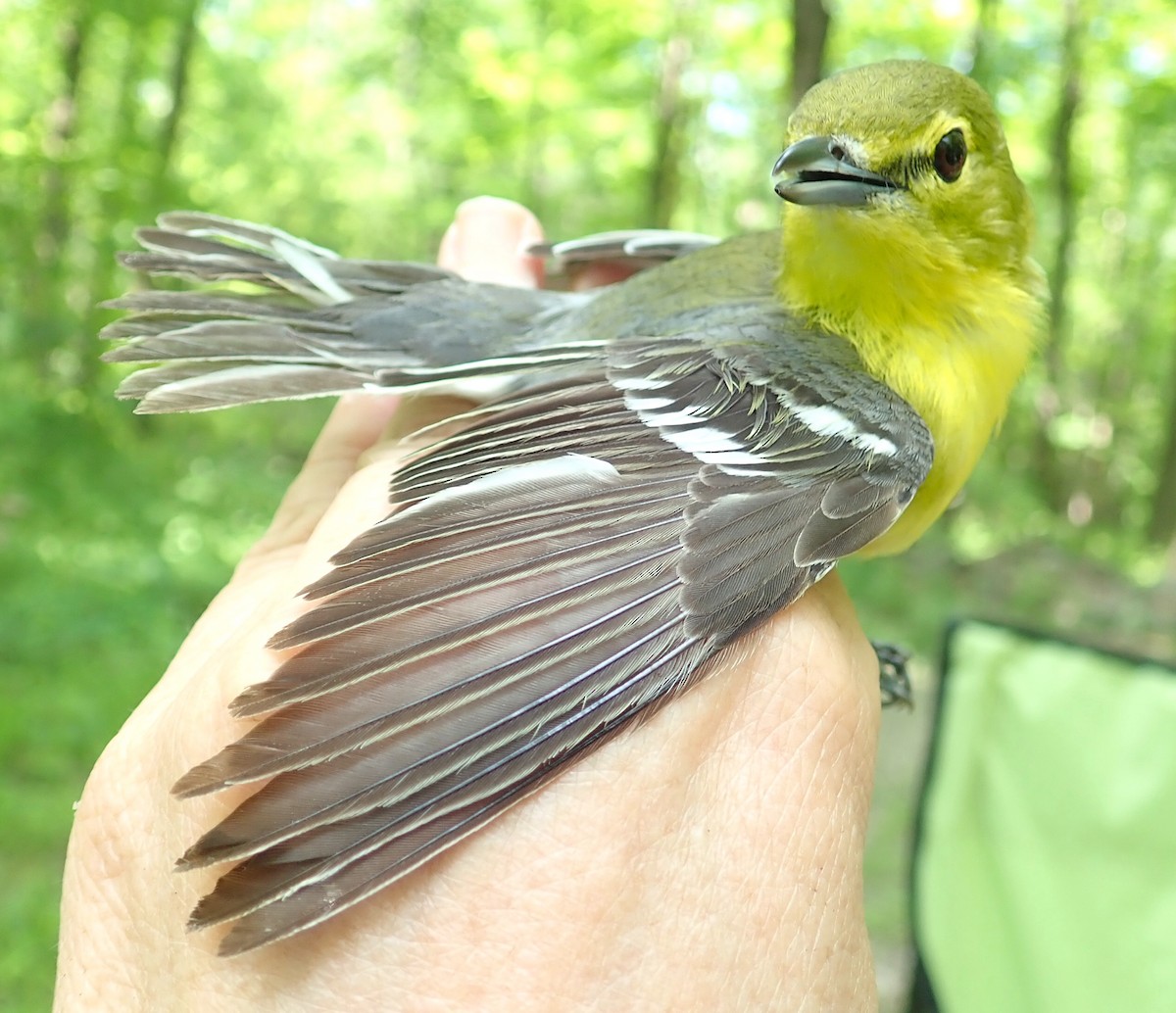 Yellow-throated Vireo - ML351221621
