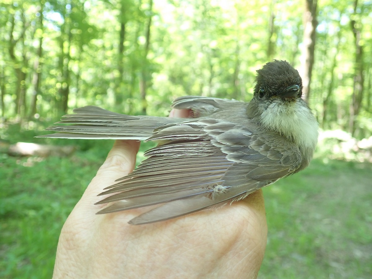 Eastern Phoebe - ML351221641