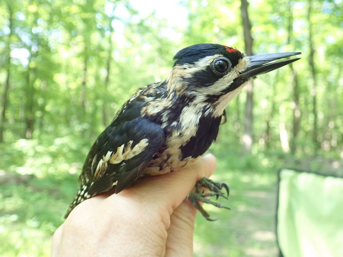 Yellow-bellied Sapsucker - ML351221931