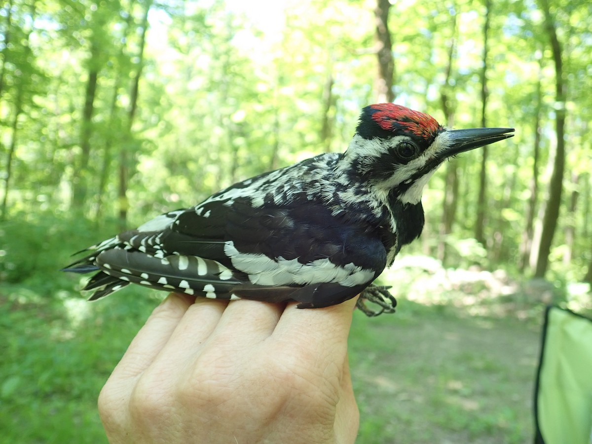 Yellow-bellied Sapsucker - ML351222001