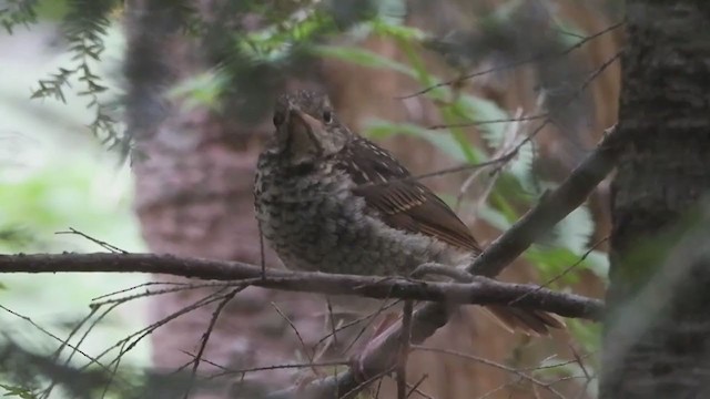 Hermit Thrush - ML351224851