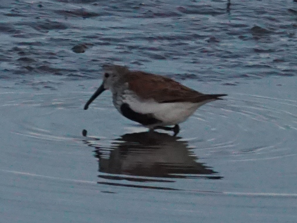 Dunlin - ML351225321