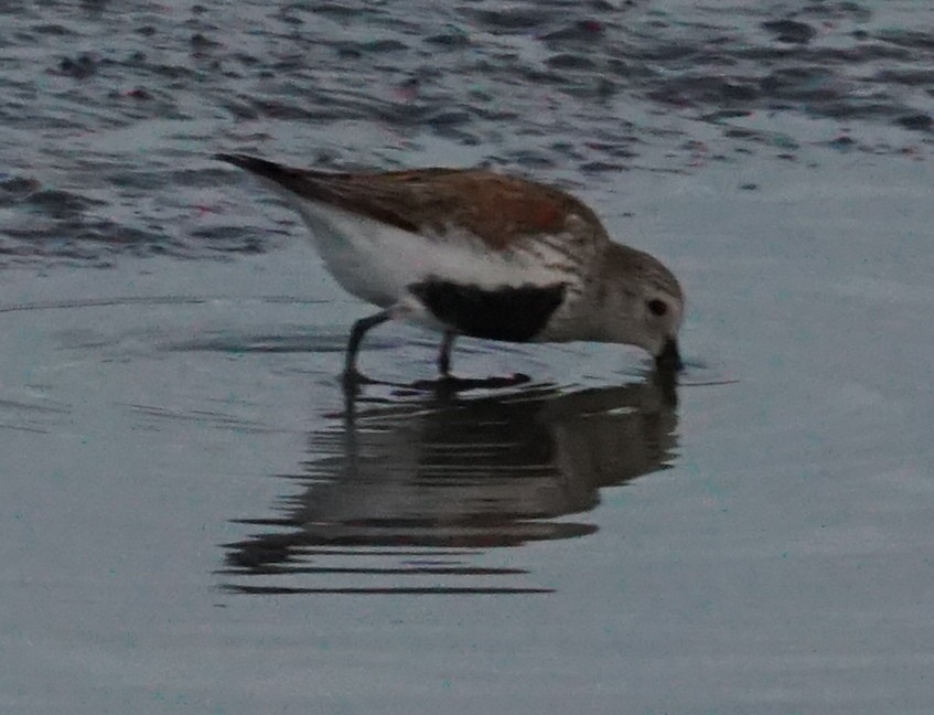 Dunlin - ML351225341