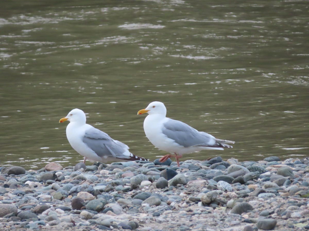 American Herring Gull - ML351225911
