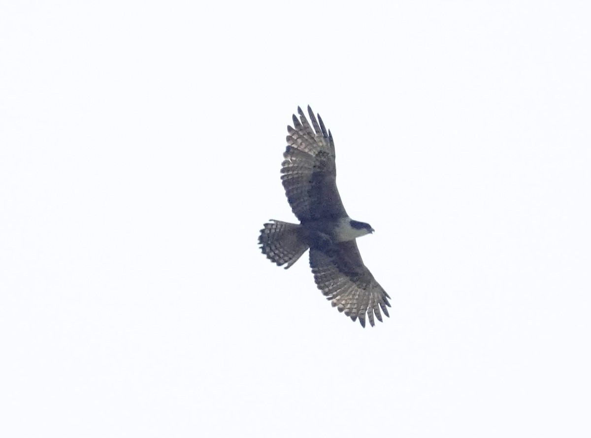 Rufous-bellied Eagle - David Diller