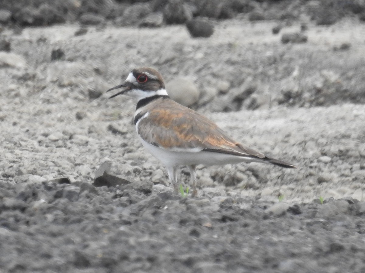 Killdeer - Erik Bergman