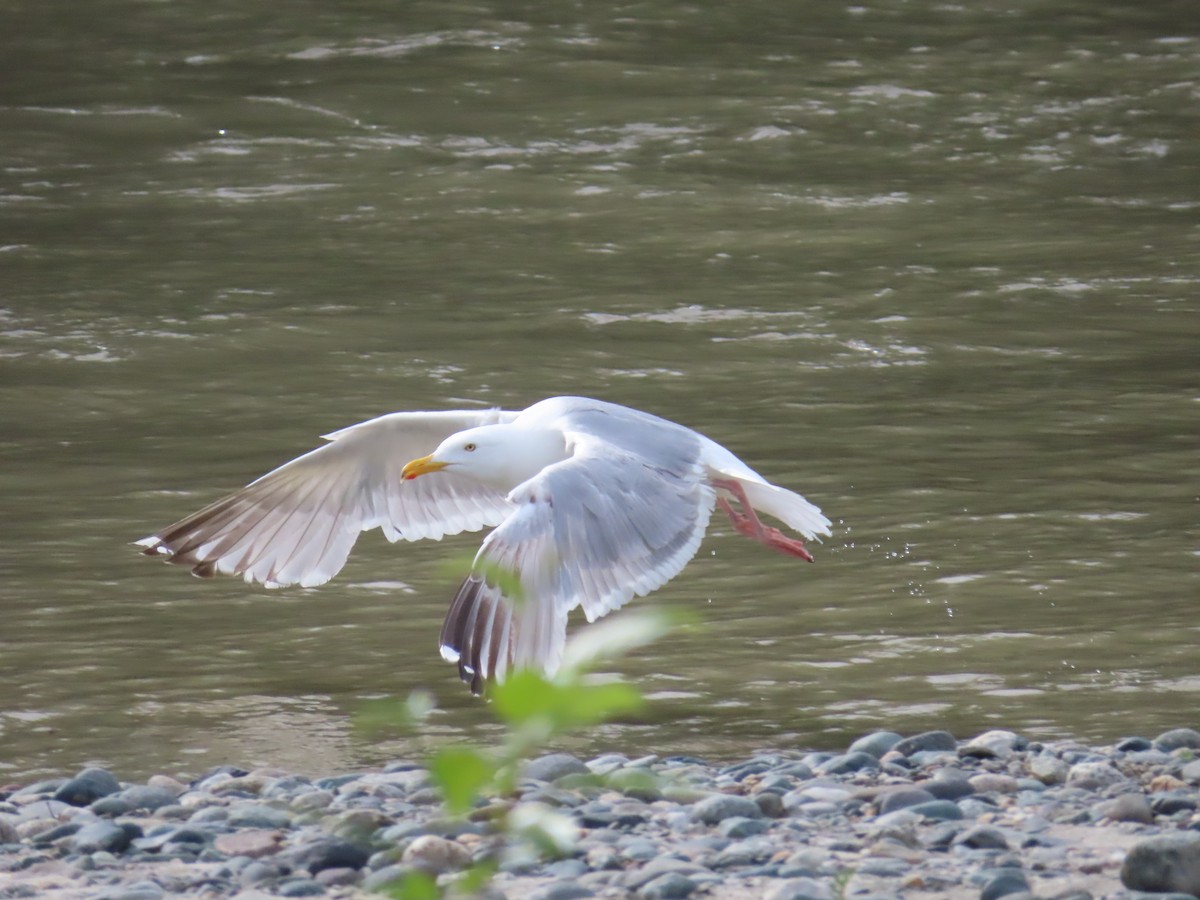 American Herring Gull - ML351226171