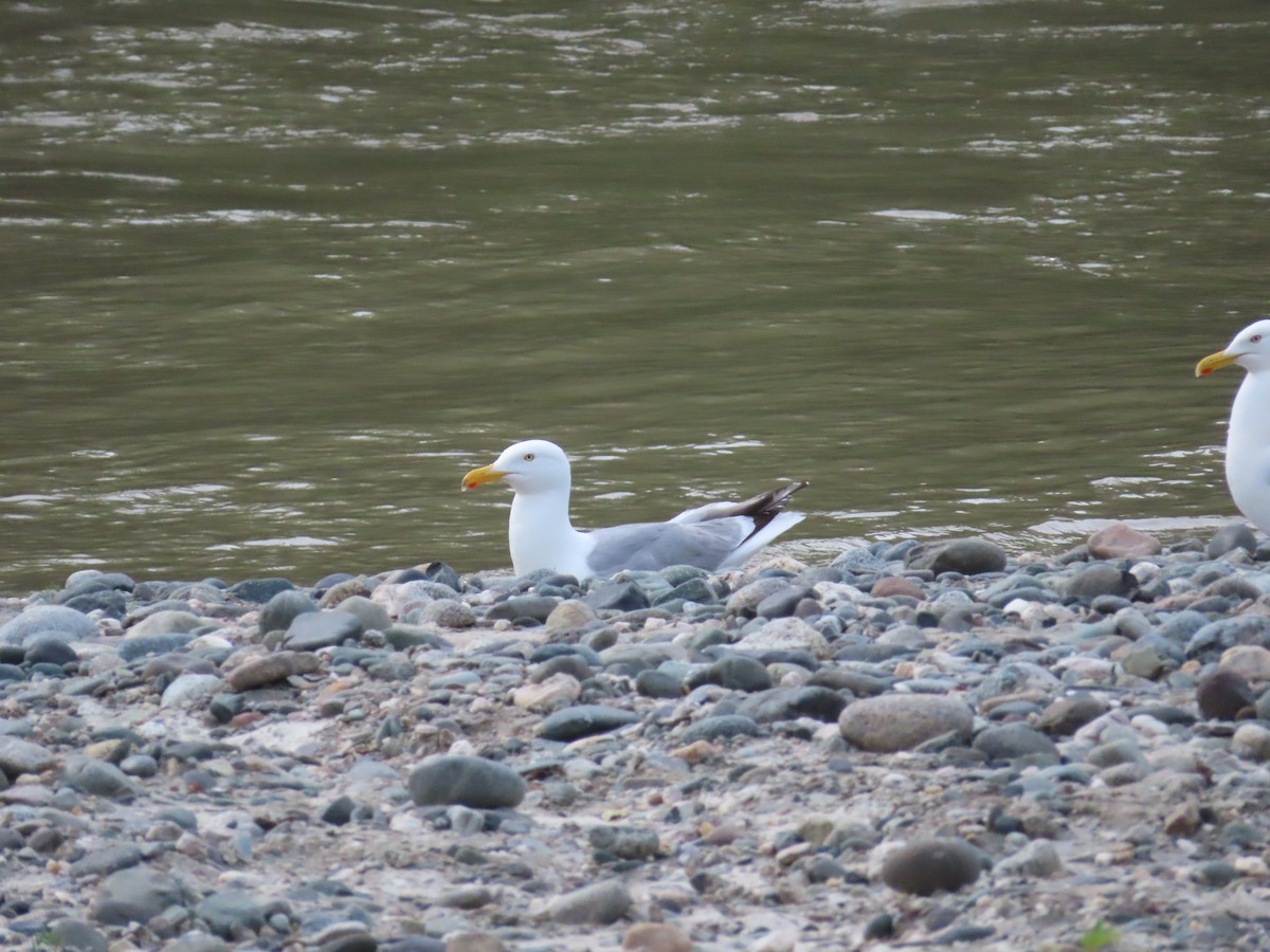 American Herring Gull - ML351226201