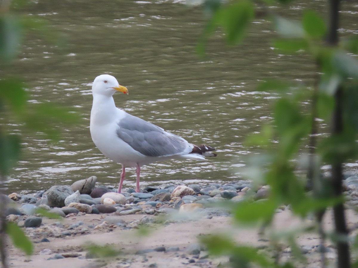American Herring Gull - ML351226281
