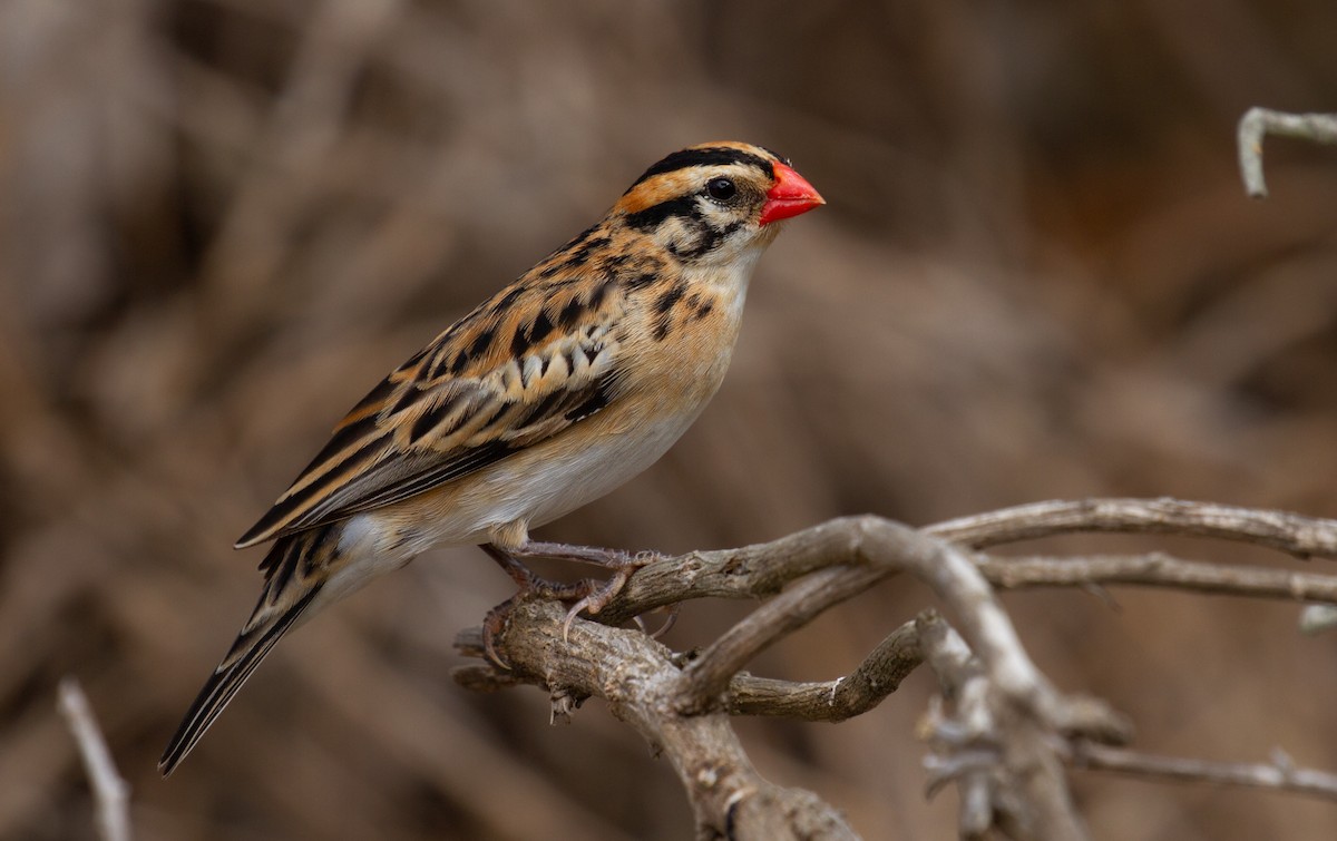 Pin-tailed Whydah - Sasha Cahill