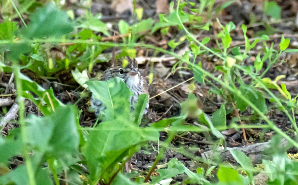 Chipping Sparrow - ML351229621