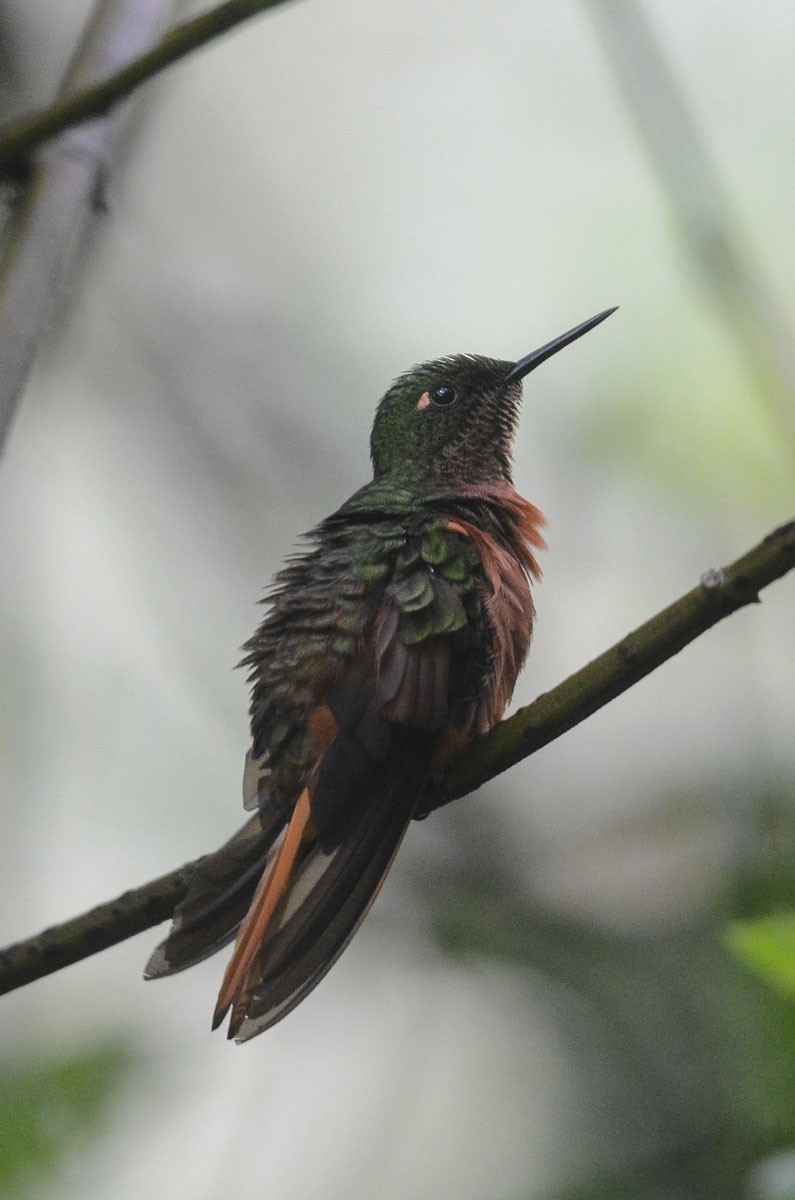 kolibřík peruánský - ML35122971