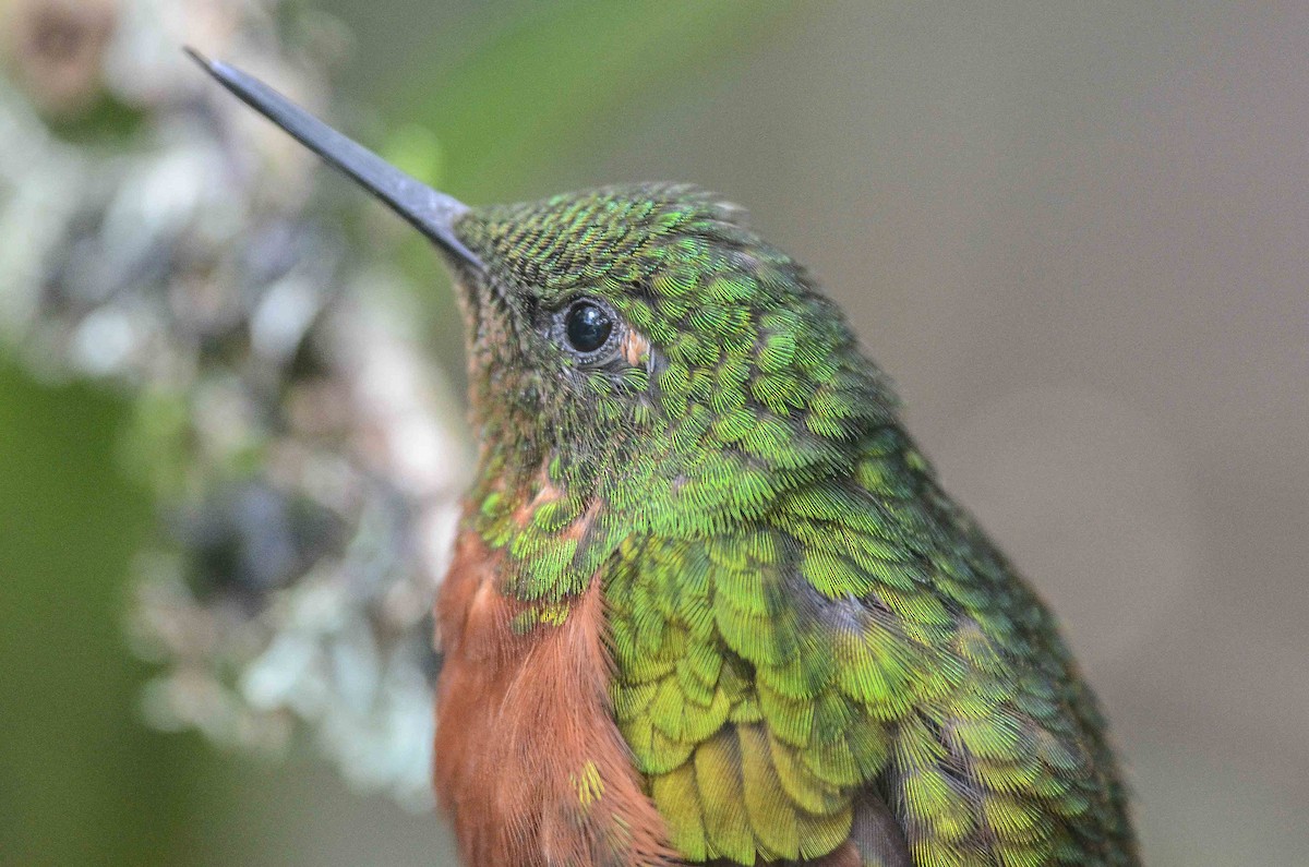 kolibřík peruánský - ML35123021