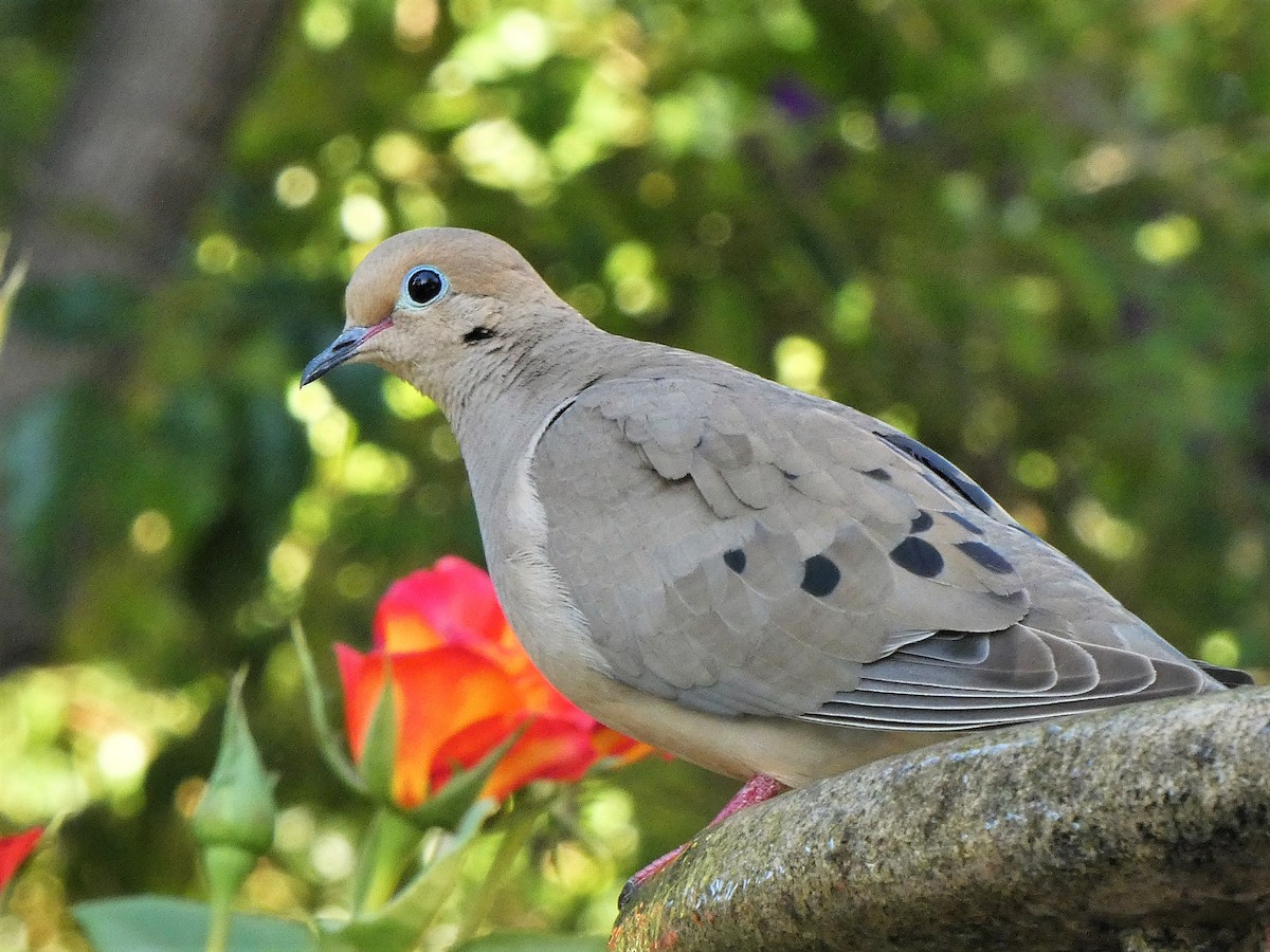 Mourning Dove - ML351230421