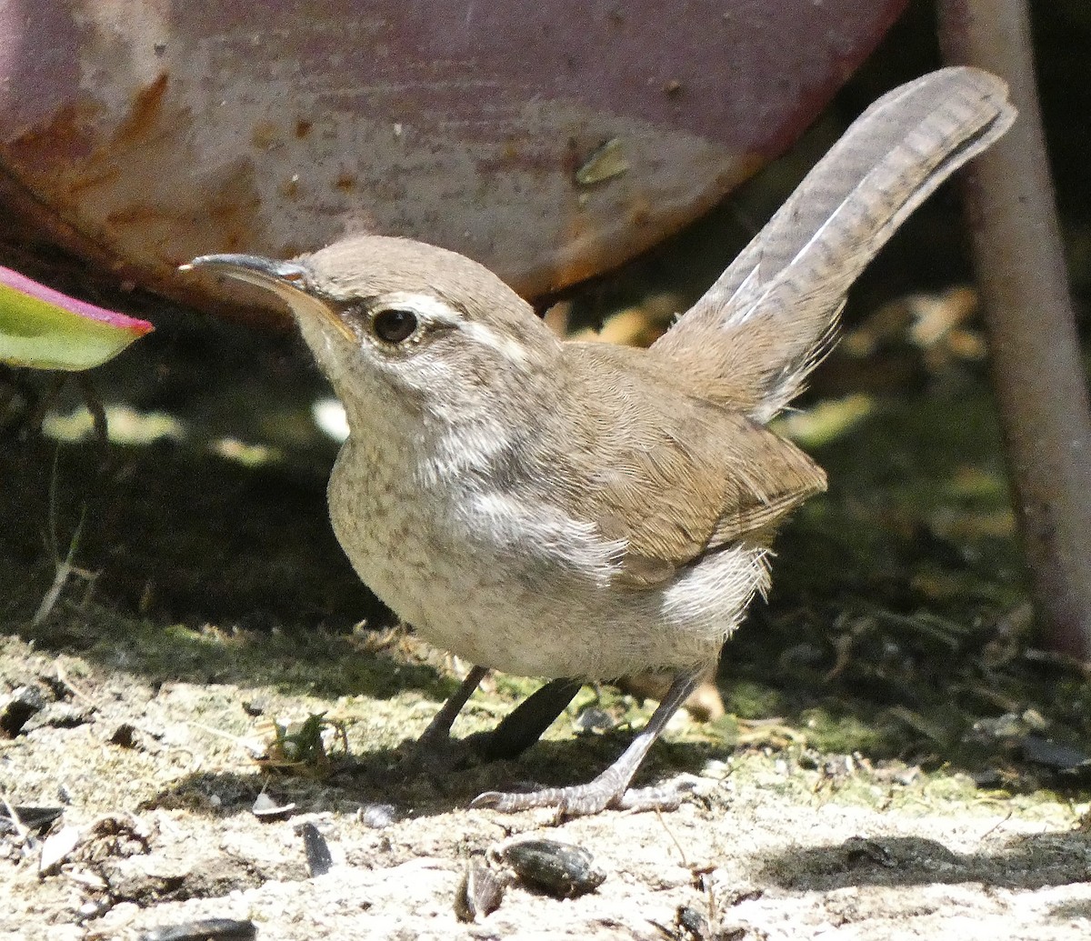 Bewick's Wren - ML351230601