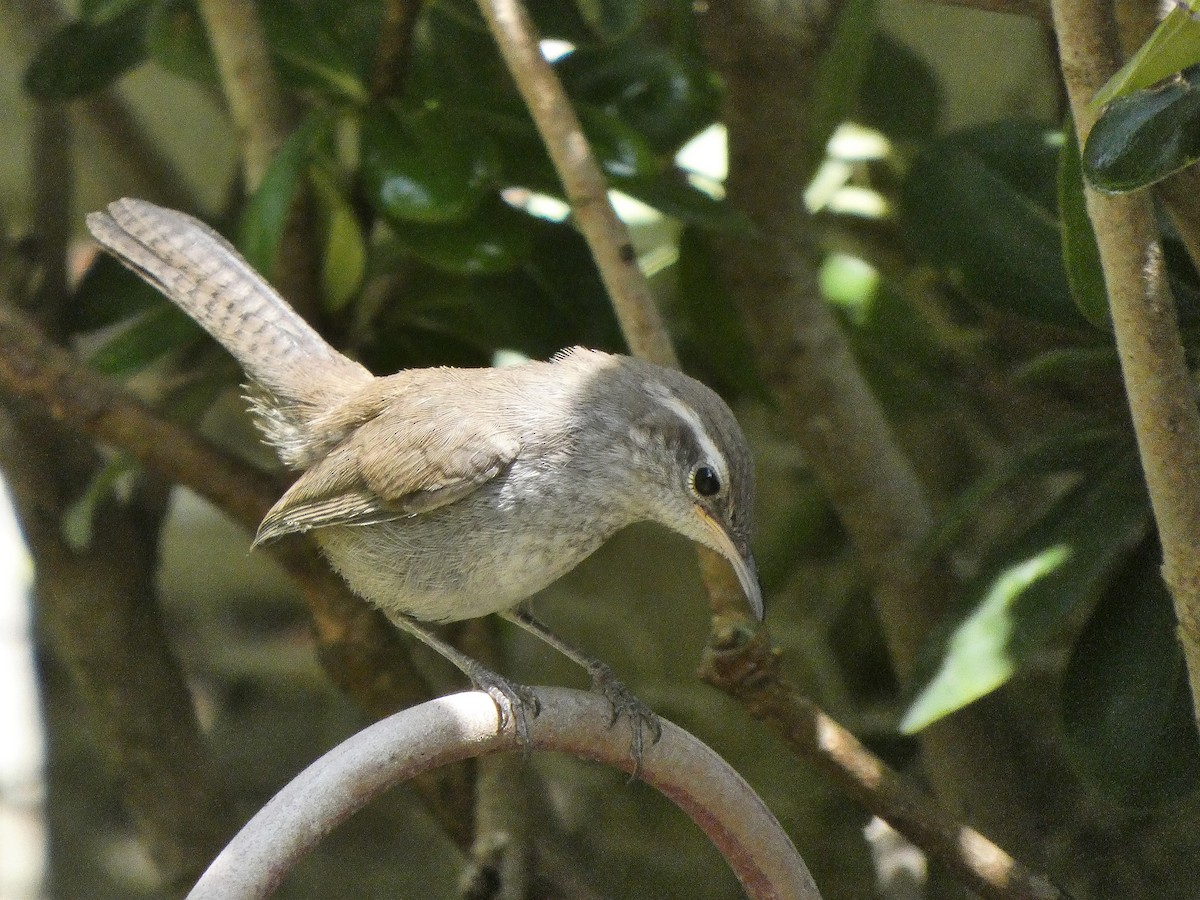 Bewick's Wren - ML351230641