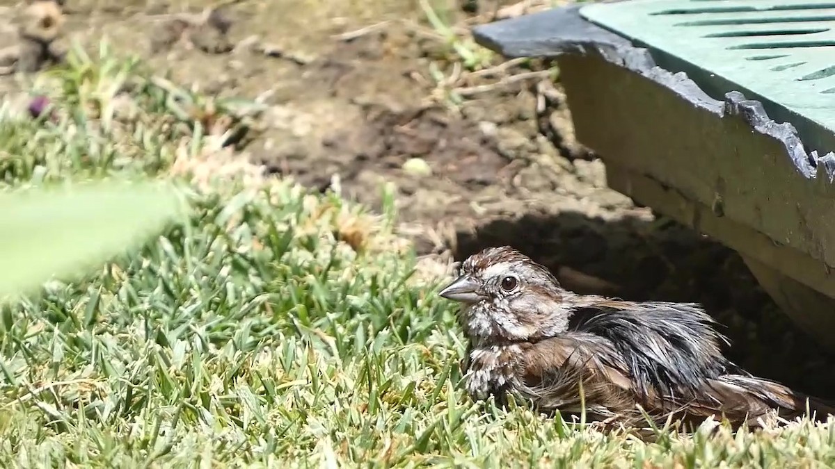 Song Sparrow (heermanni Group) - ML351230881