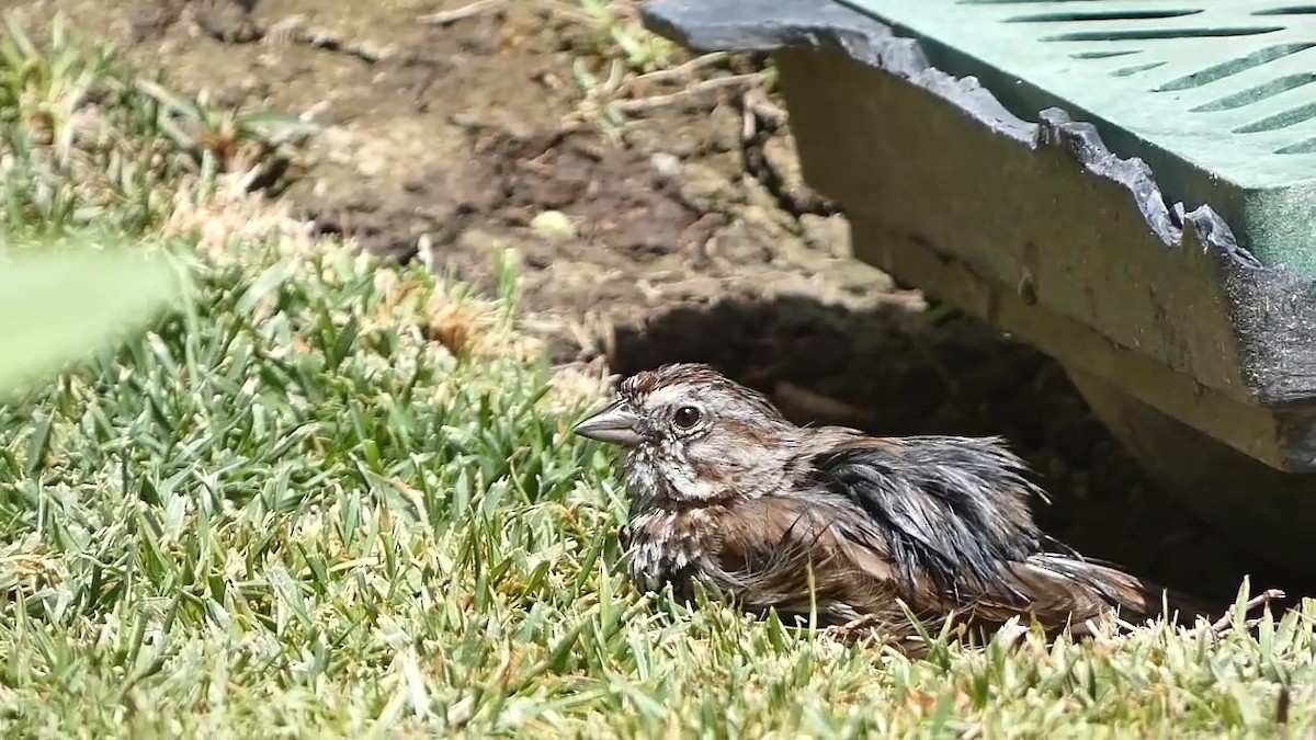 Song Sparrow (heermanni Group) - ML351230901