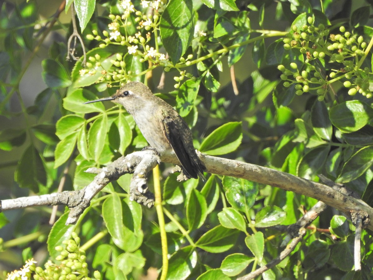 Anna's Hummingbird - ML351231131