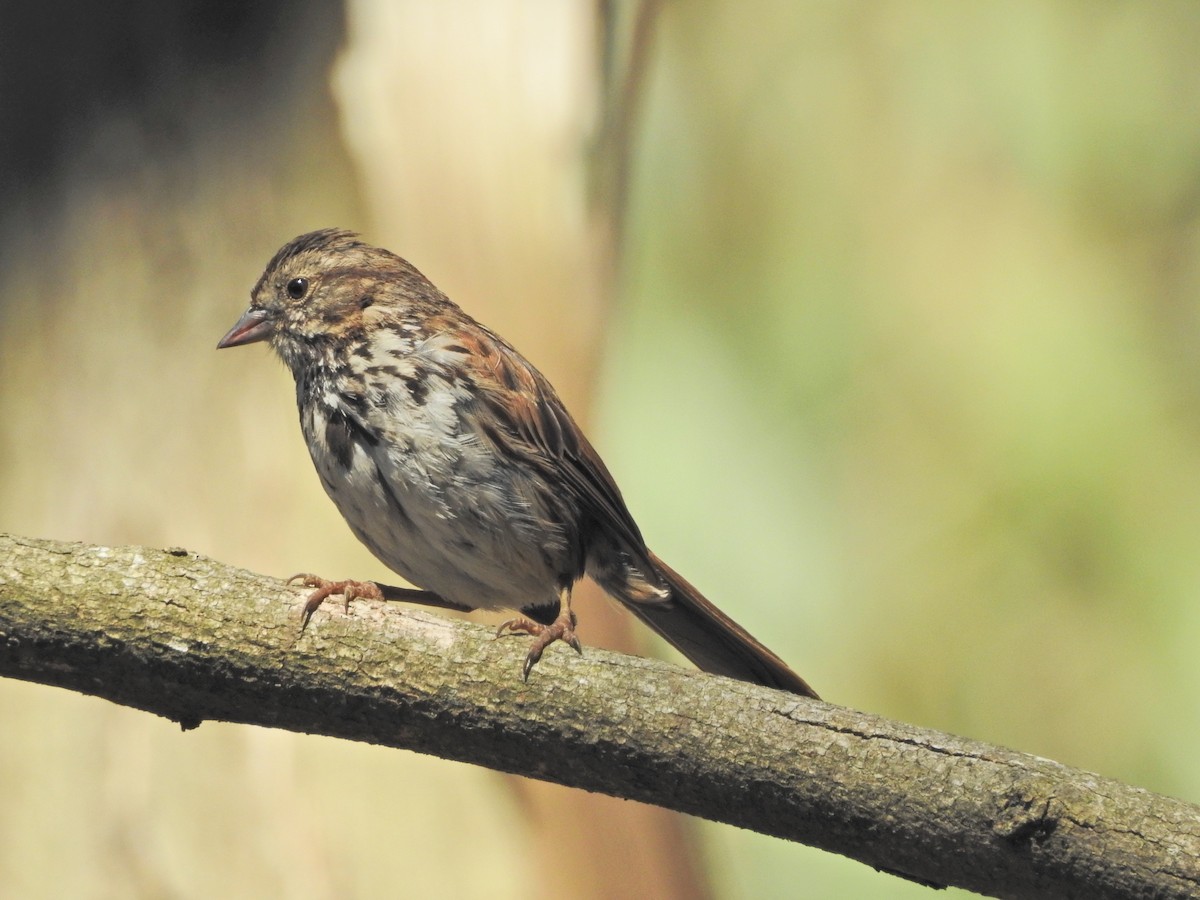 Song Sparrow - ML351231201