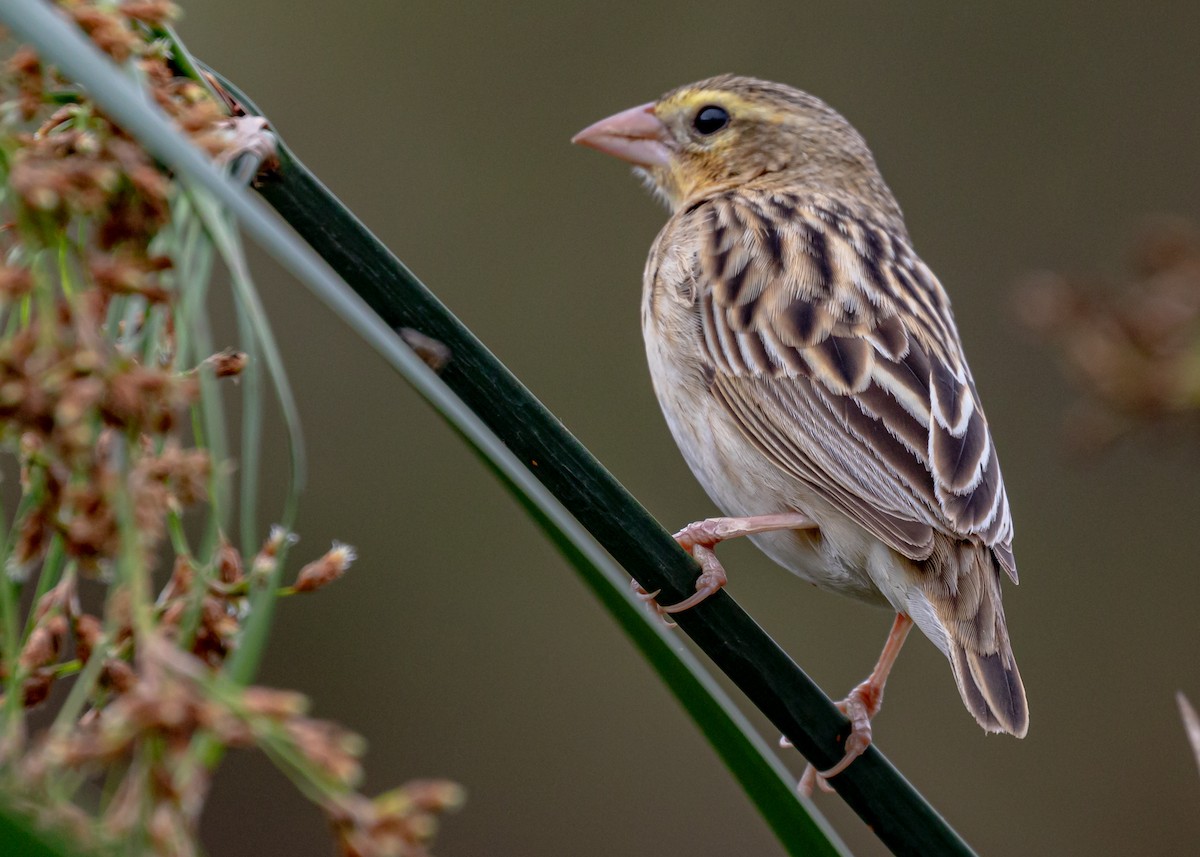 Northern Red Bishop - Alan Wells